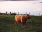 3rd calver and super-cool cow ‘Caileag Bheag 17th of allachally’ (bought as a yearling heifer at Oban, February 2001)