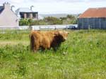 13 month old bull, 'Calum Ruadh of Brue'