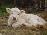 Heifer calf 'Ceit an Eilein of Brue' born 5 May 2006