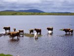 Cooling down at the summer grazings in Loch Urraghag, Brue.