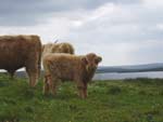 9 week old bull calf 'Uilleam Og 3rd of Tom Buidhe'