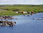 Cattle cooling down in Loch Urraghag