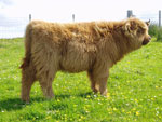 Heifer calf 'Caileag nam Beann of Brue'