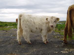 Heifer calf 'Canach an Eilein of Brue'