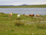 Cows and calves on summer grazing at Loch Urraghag