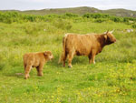 'Eilidh 1st of Kinlochroag' with bull calf 'Oberon of Rubha na Sithean', from 'Calum Ruadh of Brue'