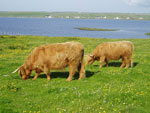 Half sisters 'Sine' & 'Magaidh a' Ghlinne of Brue' on Cnoc na h-Ath grazing