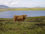 'Piobaire Ruadh of Dunvegan' on Caiseal grazing