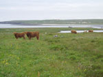 Young heifers on croft No4 Brue