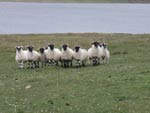 Blackface lambs on Ardmhor grazing