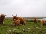 Cattle on Caiseal grazing