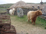 Brue heifers arrive on set at Garenin Village for filming of Harris Tweed documentary
