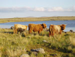 Yearling bullocks at Loch Spealtrabhat, Brue