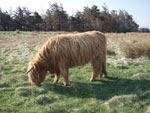 2 year old heifer 'Bella a' Ghlinne of Brue'