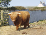 3 year old bull 'Calum Ruadh of Brue'