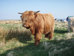 Yearling bullock 'Casgro a' Ghlinne of Brue'