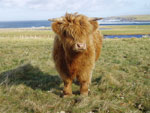 18 month old heifer Bella a' Ghlinne of Brue