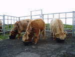 Creep feeding 2007 calves