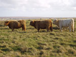 Young heifers on croft No4 Brue