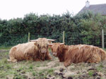 Piobaire Ruadh of Dunvegan & Eubha 1st of Thistle-do