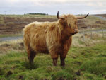 3 year old heifer Sine a' Ghlinne of Brue