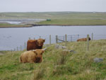 Young heifers on croft No4 Brue