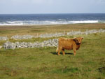 18 month old heifer 'Eilidh nam Beann of Brue'