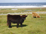 2 year old ''Poppy' of Kinlochroag' & 18 month old 'Ceit na Mara of Tom Buidhe'