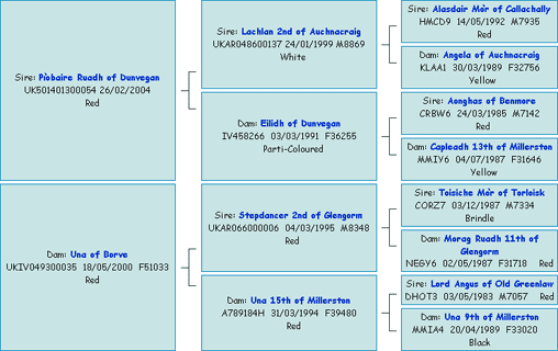Pedigree of C&agrave;sgro a&rsquo; Ghlinne of Brue