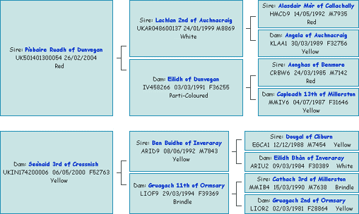 Pedigree of Ceit an Eilein of Brue