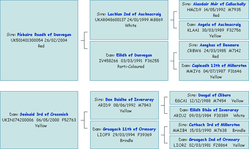 Pedigree of P&igrave;obaire an Eilein of Brue