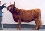 Supreme Cattle Champion, 2-yr old heifer, Una of Borve