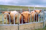 3-yr old Highland heifer entries