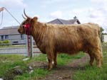 Supreme Cattle Champion, first calver Seonaid 3rd of Crossnish