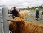 Ena MacNeill judges the Highland heifer section
