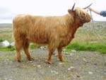 Reserve Cattle Champion Sìne a' Ghlinne of Brue