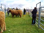 1st prize heifer over 16 months, Aingeal of Tom Buidhe