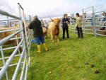 3rd prize Highland cow Caileag Bheag 17th of Callachally with her calf