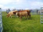 Supreme Cattle Champion cow with calf