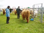 Judging of Highland heifer over 16 months